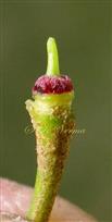  Pistil